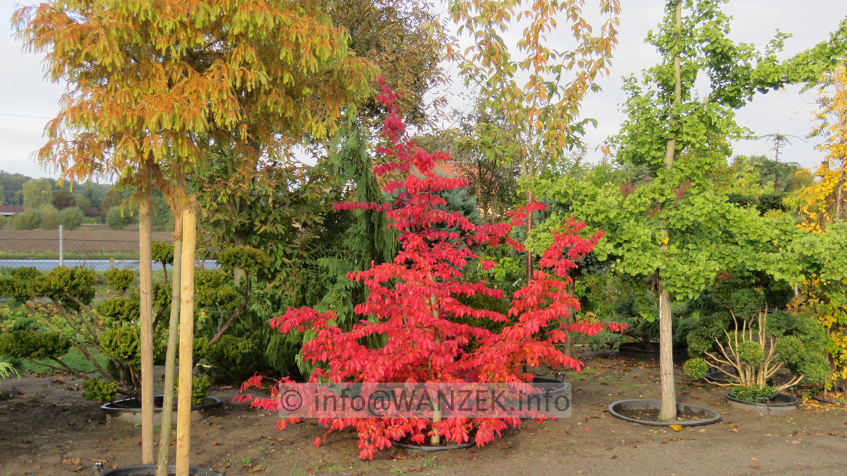 Parrotia persica 05.JPG